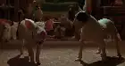 Babe: Pig in the City (1998) Hindi screenshot 4