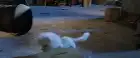 Bad Cat (2016) Hindi screenshot 6