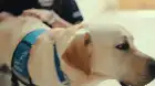 Inside the Mind of a Dog (2024) Hindi screenshot 2