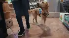 Inside the Mind of a Dog (2024) Hindi screenshot 4