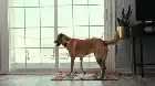 Inside the Mind of a Dog (2024) Hindi screenshot 6