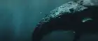 Land Shark (2020) Hindi screenshot 5