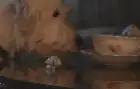 Marcel the Shell with Shoes On (2021) Hindi screenshot 3